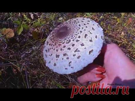 Полезные и лечебные свойства грибов Зонтиков. mushroom umbrella.