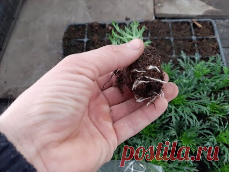 Список цветов которые легко укореняются