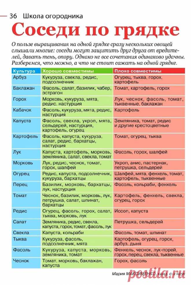 Соседи по грядке