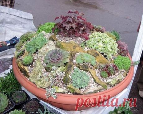 И еще МИНИАТЮРНЫЕ САДЫ | Самоцветик