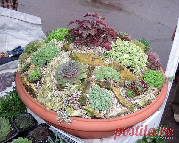 И еще МИНИАТЮРНЫЕ САДЫ | Самоцветик