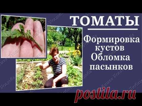 Как формировать кусты томатов  Часть 1 -  Формирование томатов детерминантного типа .