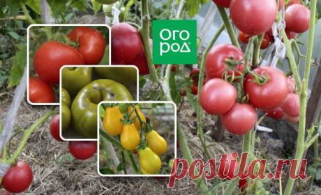 10 сортов томатов с тонкой кожицей | На грядке (Огород.ru)