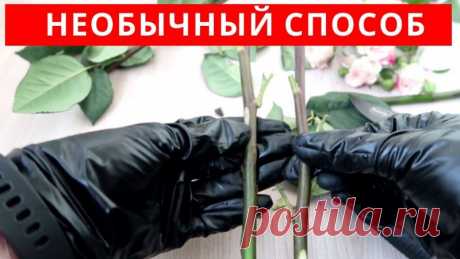 Как укоренить розу из букета необычным способом Друзья, многие пытаются укоренять цветы из букета, иногда получается, иногда нет. Очень хорошо и без проблем укореняются хризантемы из букета, розы посложнее, также скоро покажу, как я укореняла эустому и эвкалипт из букета.В этом видео покажу способ, который я подсмотрела у индийских...