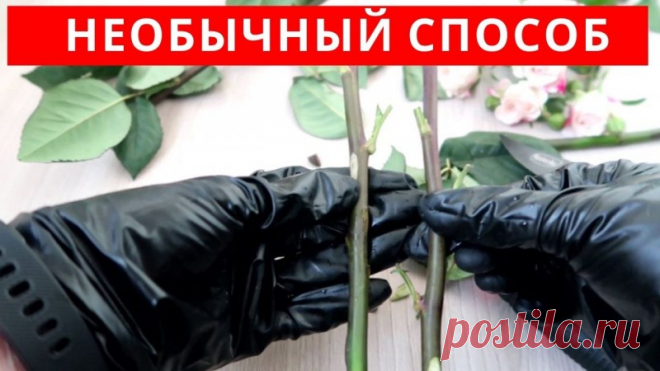 Как укоренить розу из букета необычным способом Друзья, многие пытаются укоренять цветы из букета, иногда получается, иногда нет. Очень хорошо и без проблем укореняются хризантемы из букета, розы посложнее, также скоро покажу, как я укореняла эустому и эвкалипт из букета.В этом видео покажу способ, который я подсмотрела у индийских...