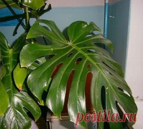Монстера, аспарагус и другие... смогу ли я их спасти?