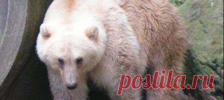 Лишаясь льдов, полярные медведи отступают на юг, а гризли тем временем забредают севернее своих обычных угодий – так и сталкиваются короли снегов и хозяева лесов. Результатом страстной встречи двух мишек могут стать гролары, или пиззли – и ученые считают, что вскоре их количество начнет расти.