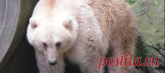 Лишаясь льдов, полярные медведи отступают на юг, а гризли тем временем забредают севернее своих обычных угодий – так и сталкиваются короли снегов и хозяева лесов. Результатом страстной встречи двух мишек могут стать гролары, или пиззли – и ученые считают, что вскоре их количество начнет расти.