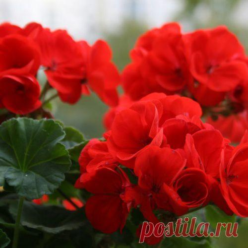Герань-чудесница: почему она  должна быть в каждом доме
