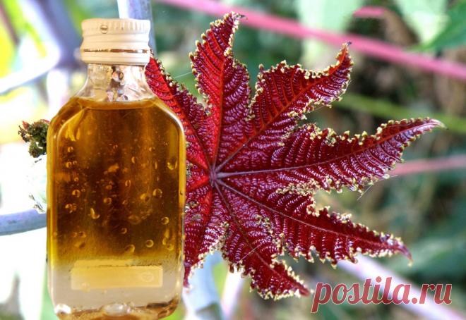 Какими лечебными свойствами обладает касторовое масло? 
Касторовое масло, которое продается в любой аптеке и стоит копейки, обладает поистине уникальными свойствами, особенно полезно оно при уходе за кожей, волосами и ресницами.
Несмотря на то, что кастор…