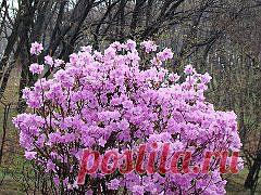 Одноклассники. Приморский край. Цветёт багульник