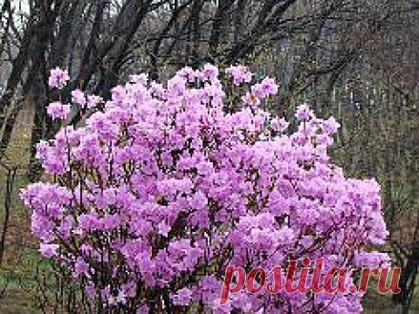 Одноклассники. Приморский край. Цветёт багульник