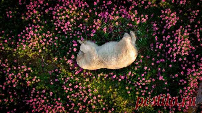 The Nature Photography Contest 2024: галерея работ победителей конкурса - ВФокусе Mail