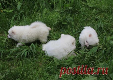 малышня шпица