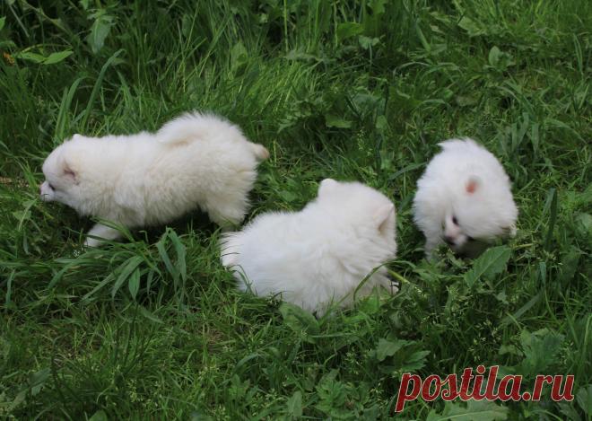 малышня шпица