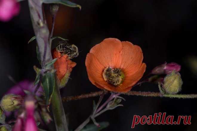 Оказывается, есть пчелы, которые спят в цветах, и это выглядит также мило, как и звучит