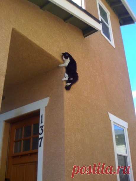 Найди кота