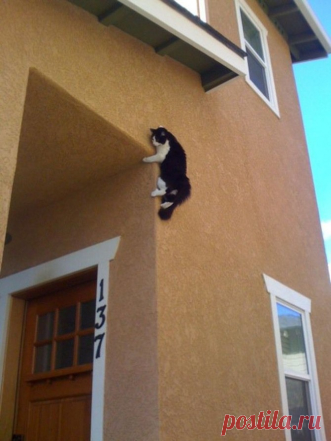 Найди кота