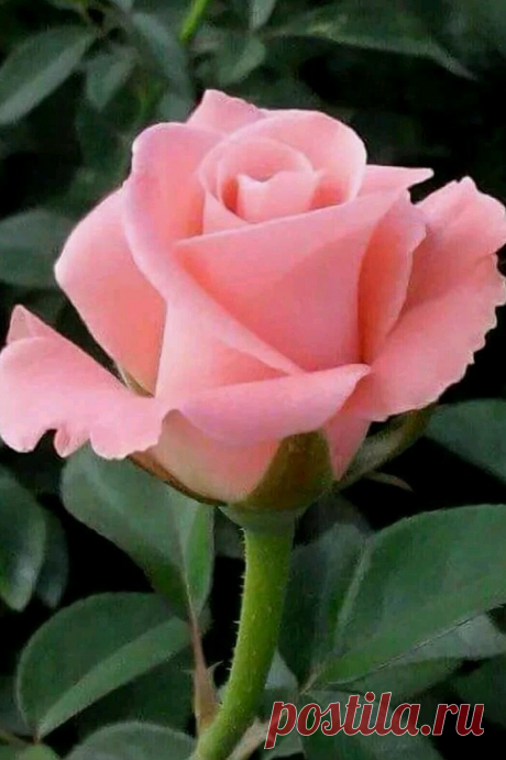 В ней скрыты символы и тайны, Где роза – там, в любви признанье, Невинность, верность, чистота. Ведь в розе – мира красота!