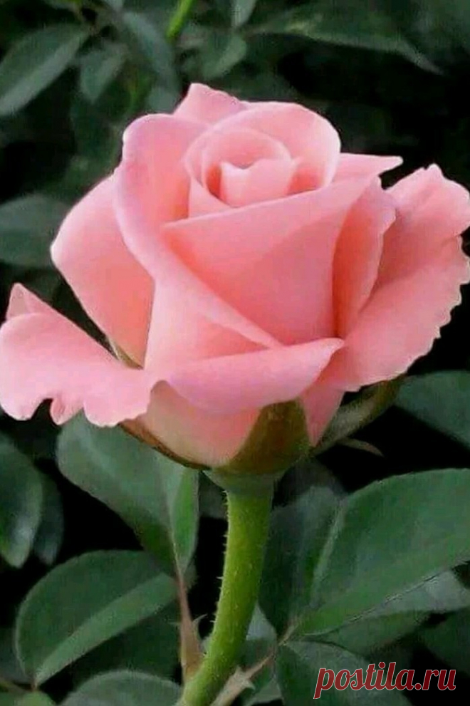 В ней скрыты символы и тайны, Где роза – там, в любви признанье, Невинность, верность, чистота. Ведь в розе – мира красота!