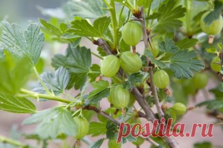 Крыжовник на приусадебном участке