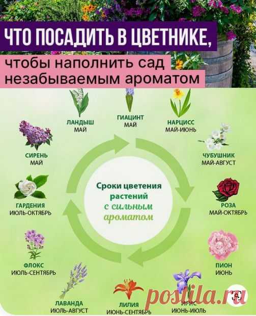 Важные шпаргалки для садоводов-огородников - инфографика - 1 часть