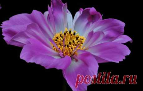 Google+