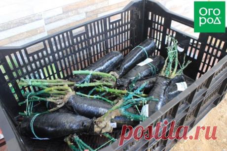 Что нужно знать при покупке саженцев роз зимой | Розы (Огород.ru)
