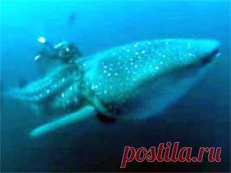 Дайвинг в Хургаде | Дайверы | Дайверы спасают китовую акулу