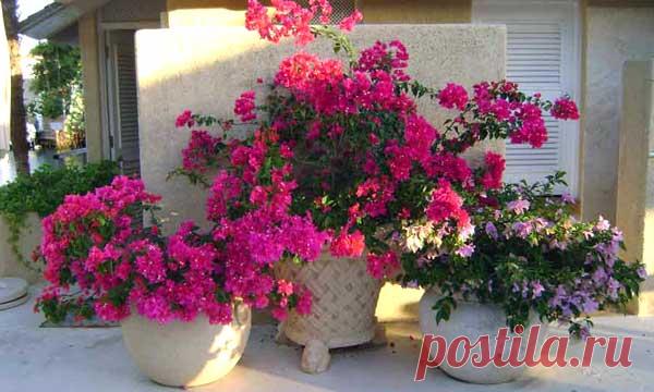 Бугенвиллия — уход в домашних условиях