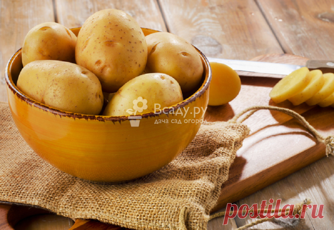 Польза и вред картофеля в сыром, запеченном и вареном виде, фото Картофель польза и вред для организма в сыром и приготовленном виде, применение в домашней косметологии , рецепты масок из картофеля. Какие плоды полезнее