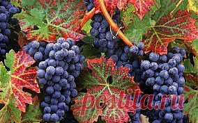 Ресвератрол - наше долголетие и молодость. | NSP - Продукты Солнца