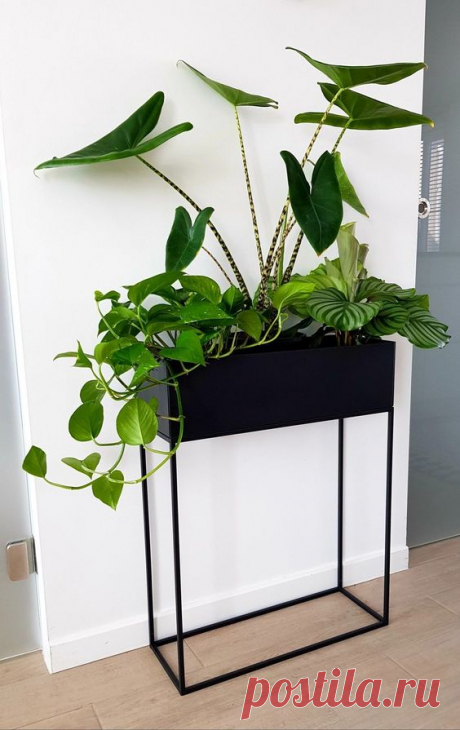 New part of my urban jungle #calathea #scindapsus #alocasia #lisomme #plantenbak Exciting Room Layout In the second proposal, the garden is divided into different rooms. Via a staircase directly from…