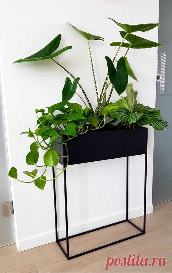 New part of my urban jungle #calathea #scindapsus #alocasia #lisomme #plantenbak Exciting Room Layout In the second proposal, the garden is divided into different rooms. Via a staircase directly from…