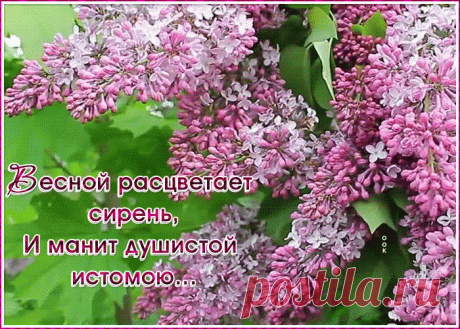 Картинка с весной с сиренью