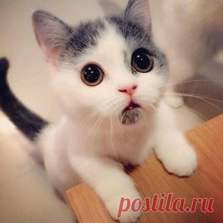 Невозможно не любить..