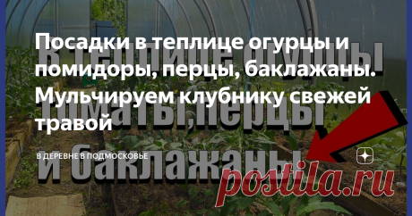 Посадки в теплице огурцы и помидоры, перцы, баклажаны. Мульчируем клубнику свежей травой