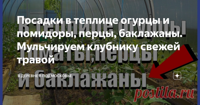 Посадки в теплице огурцы и помидоры, перцы, баклажаны. Мульчируем клубнику свежей травой