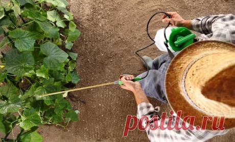 Какой опрыскиватель купить: обзор популярных садовых распылителей | Дела огородные (Огород.ru)