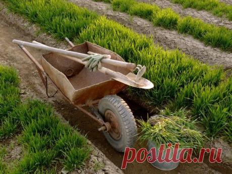 Органические удобрения из растений / удобрения / 7dach.ru