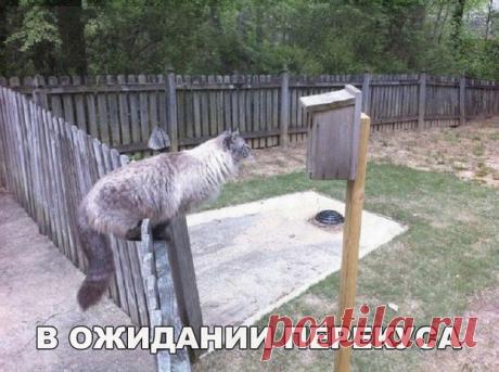 Позитив ツ