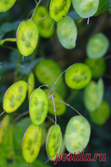 Найдено на сайте pollyannapumpkin.tumblr.com.