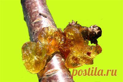 Камедетечение косточковых черешни вишни сливы персика абрикоса лечение