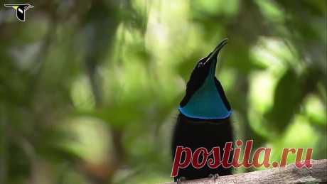 Щитоносная райская птица Виктории. (Брачный танец)