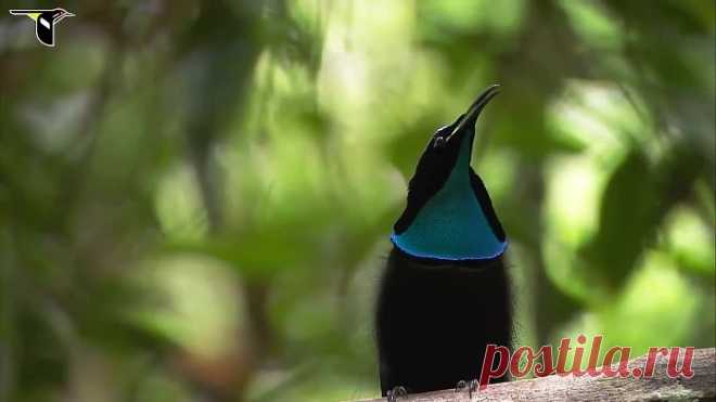 Щитоносная райская птица Виктории. (Брачный танец)