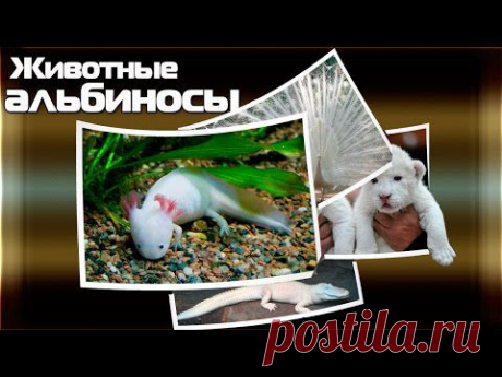 Животные альбиносы | Кругозор - YouTube