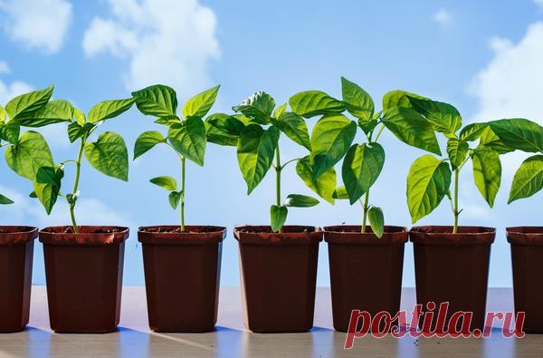 Как правильно высадить рассаду в открытый грунт