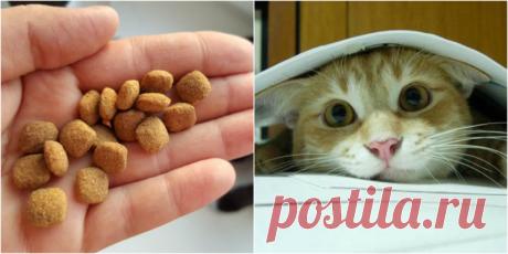 Сухой корм для животных своими руками - экономно, вкусно и безопасно