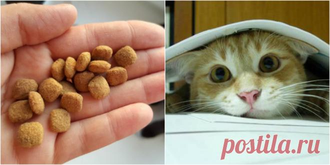 Сухой корм для животных своими руками - экономно, вкусно и безопасно