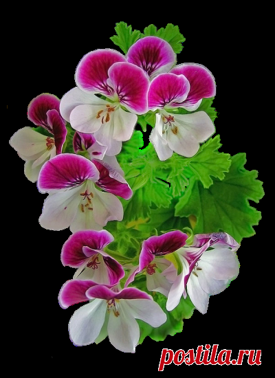 Красивые цветы на прозрачном фоне